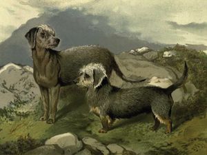 베들링턴 테리어 (왼쪽)와 단디 딘몬트 테리어의 그림, 1881년경.