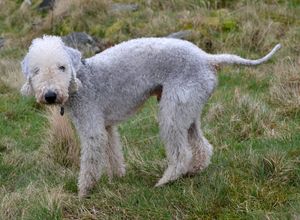 베들링턴 테리어