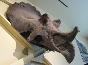 트리케라톱스 두개골, 프루이타 공룡 여정 박물관