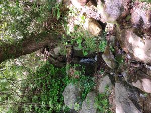 펠리온산의 사과나무.