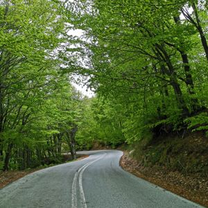 펠리온산의 너도밤나무 숲.