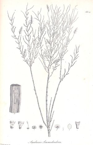 1829년의 삭사울 그림