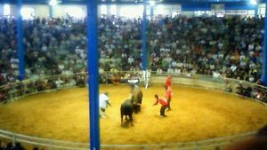 섬 내에서 열리는 투우 (이토 관광 돔)