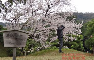 가가와현의 리쓰린 공원에서 출입 금지 구역에 들어가 사진 촬영을 하는 외국인 관광객