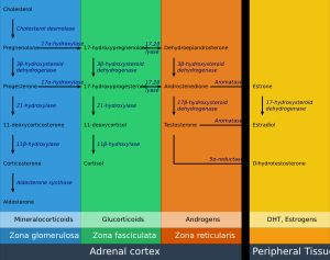부신 스테로이드 경로