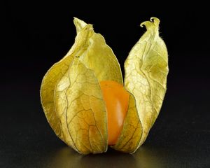 꽃받침이 열린 Physalis peruviana 열매