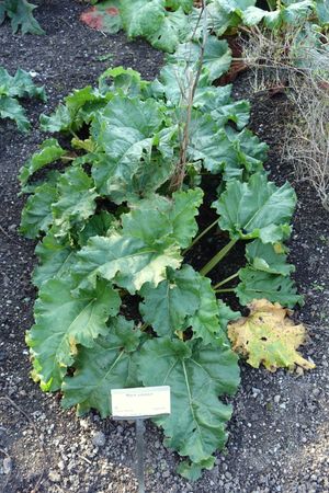 스웨덴 스톡홀름의 베르기아나 정원에서 자라는 Rheum rhabarbarum