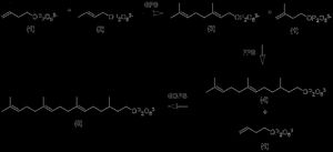 IPP 및 DMAPP로부터 GGPP로의 신장