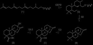 스테비올의 형성