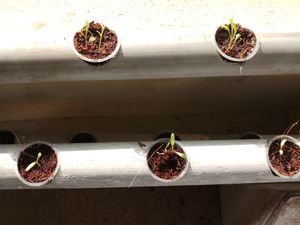 아쿠아포닉스로 5일 된 시금치 묘목