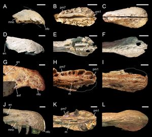 Cristatusaurus (A-C), Suchomimus (D-I), and Baryonyx (J-L)의 주둥이