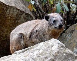 케냐 헬스 게이트 국립공원에 있는 바위너구리