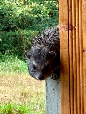 덤불바위너구리, 케냐
