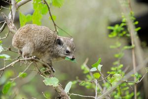 나뭇잎을 먹는 노랑반점바위너구리