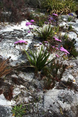 케이프 반도 실버마인에 있는 C. glabrum의 모습.