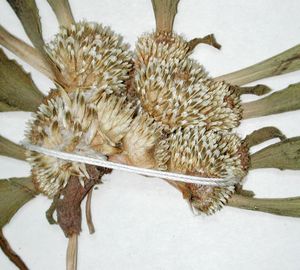 a herbarium specimen