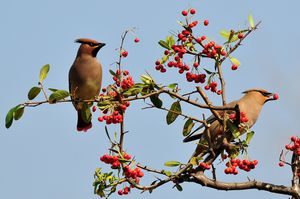 두 마리의 홍여새가 열매를 먹고 있다