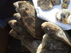 코비는 소금에 절인 틸라피아이다.