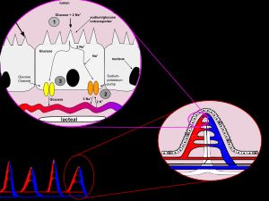 작은창자에서 포도당 흡수