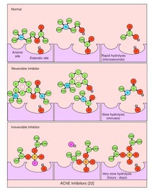AChE 억제제의 메커니즘