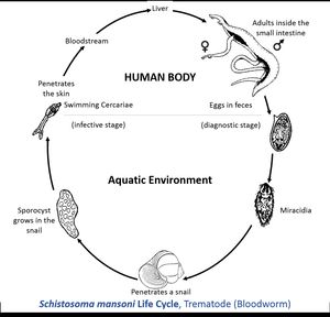 만손주혈흡충의 생활사