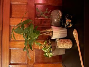 전통 의학에 사용되는 염주