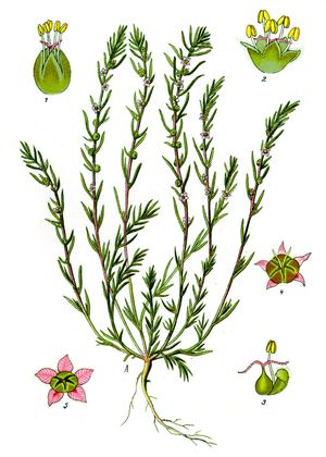 Bassia laniflora, 삽화
