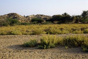 Bienertia sinuspersici의 서식지