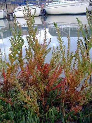 Suaeda maritima