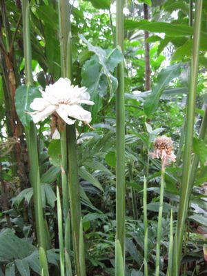 Zingiber ottensii