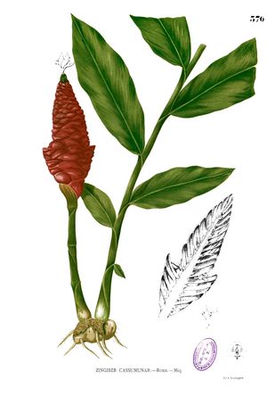Zingiber montanum