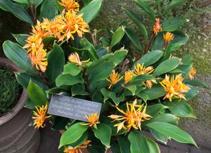 벌비지아 시조케일라