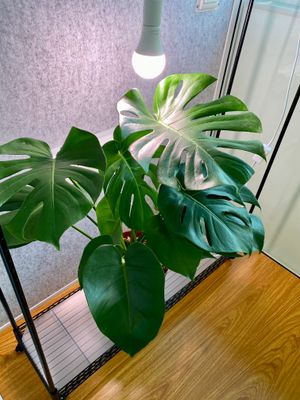 생장 조명 아래 있는 몬스테라 sp.