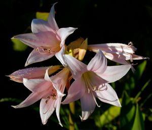 Amaryllis belladonna 꽃