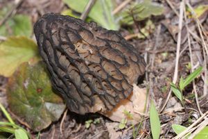 워싱턴주의 검은 곰보버섯