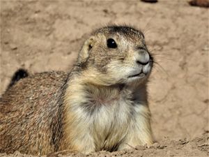 멕시코프레리도그 (Cynomys mexicanus)