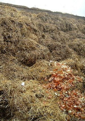 벽에 쌓인 동물 배설물