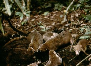 코아티 밴드가 재결합 후 상호 그루밍을 하는 모습