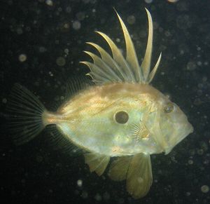 온다리비아, 스페인에서 판매되는 달고기
