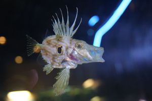 턱을 내밀고 있는 달고기