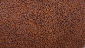 큰다닥냉이 씨앗