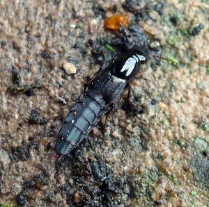 Rove Beetle
