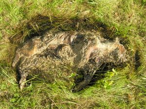 부패 단계에 있는 돼지 사체