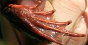 무어개구리의 뒷발