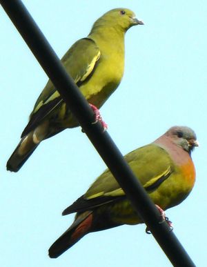 방콕 캠퍼스에서 분홍목 비둘기 암컷과 수컷