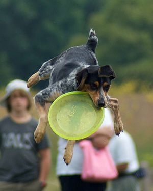 멋지게 잡는 프리스비 독