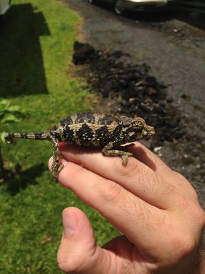 하와이 힐로에 서식하는 야생 T. j. xantholophus