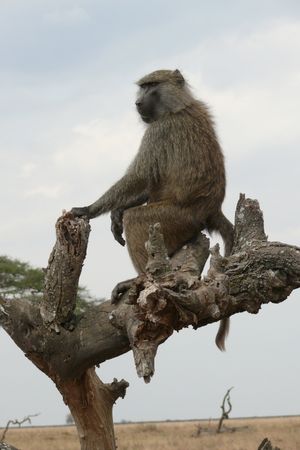 나무에 올라 포식자의 출현을 경계하는 올리브개코원숭이