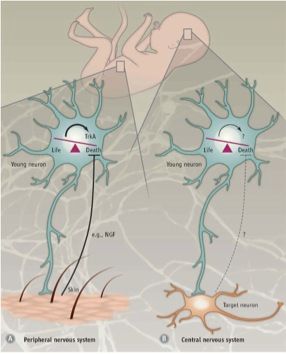 말초 신경계 대 중추 신경계의 세포사멸
