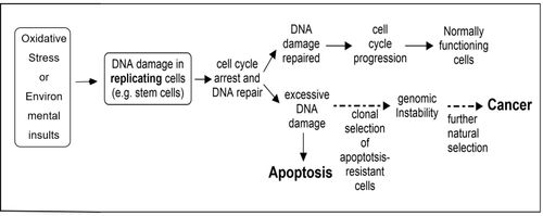 산화 스트레스나 환경적 요인은 복제 세포에서 DNA 손상을 유발할 수 있으며, 이는 세포 예정사 또는 암으로 이어질 수 있다.
